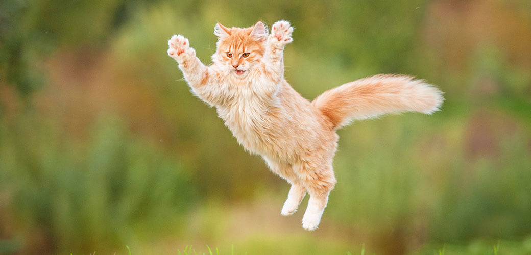 Orange tabby cat is playing outdoors on a green grass