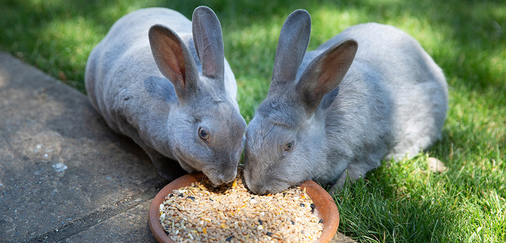 Pair of cute grey Rex rabbits eating bird seed in a garden in the UK.