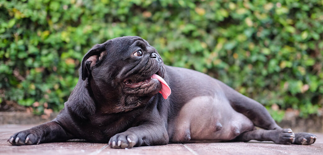 Pregnant pug dog laying on wooden floor.