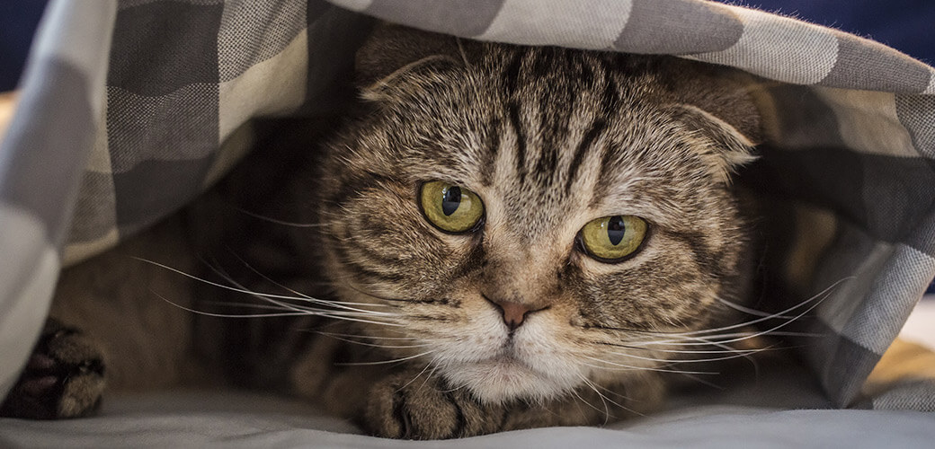 Scottish cat has hidden in fright under the checkered blanket, close-up