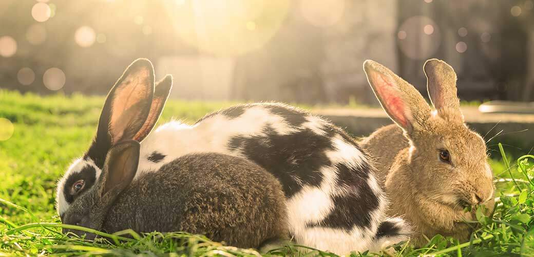 Three rabbits eating green grass on Sunlight.