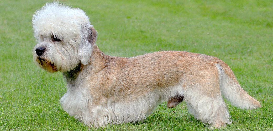 Typical Dandie Dinmont Terrier on a green grass