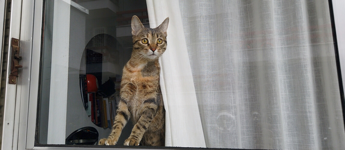 Very curious puppy European cat looks out the window of the house stimulated by the chirping of birds