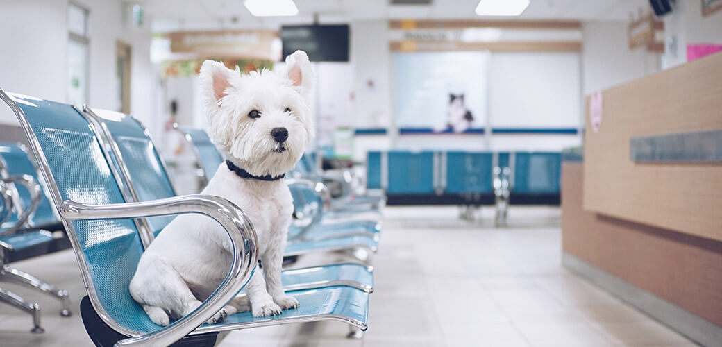 West high white terrier waiting for examination at the vet clinic.