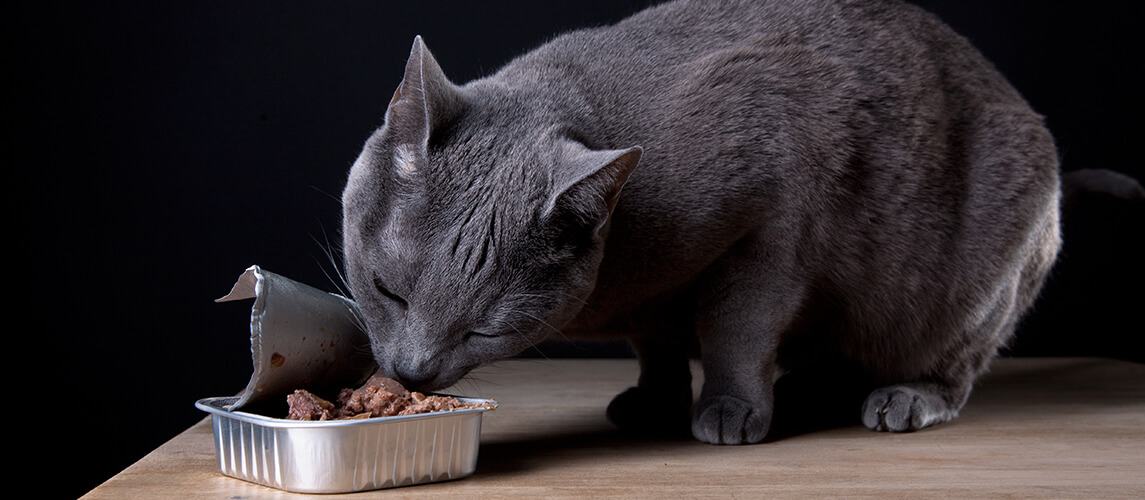 White and ginger cat starting to eat tinned cat food on white ceramic plate on wood floor.