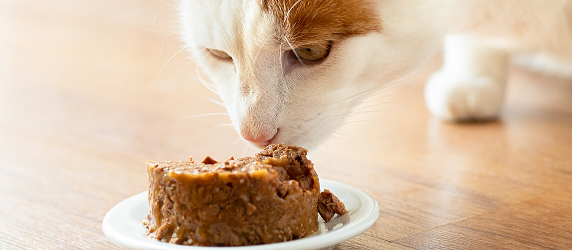 White and ginger cat starting to eat tinned cat food on white ceramic plate on wood floor.