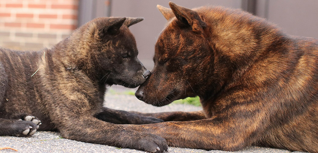 kai ken tora inu tiger dog rare breed puppies cute