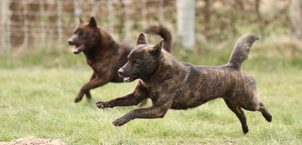 kai ken tora inu tiger dog rare breed