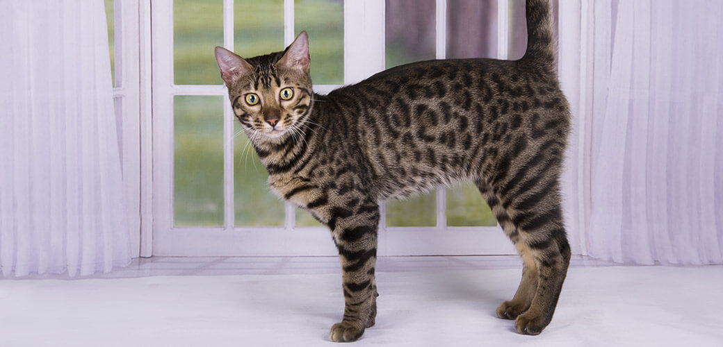 kitten Savannah against the window into the garden