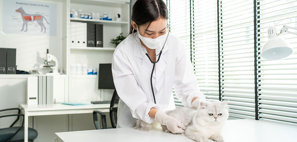 YOUNG FEMALE veterinarian examine cat during appointment in veterinary clinic