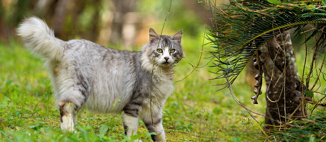 A cat in the park staring at me