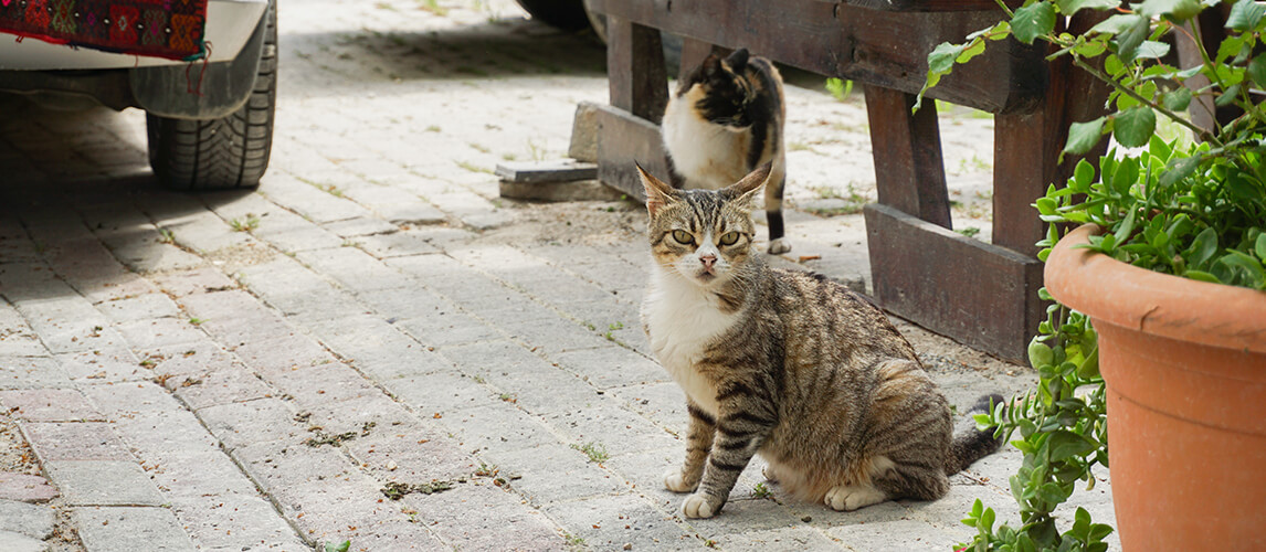 A stray cat was staring at me before she came to ask for some foods.