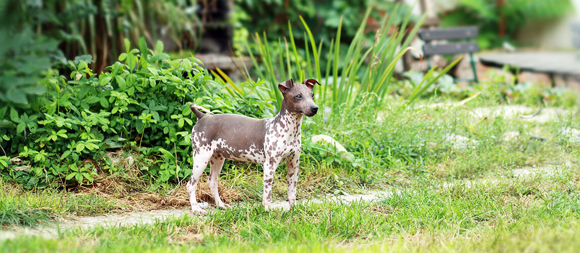 American Hairless Terrier on green grass outside looking at camera cute dog