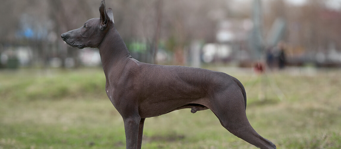 Argentine Pila Dog