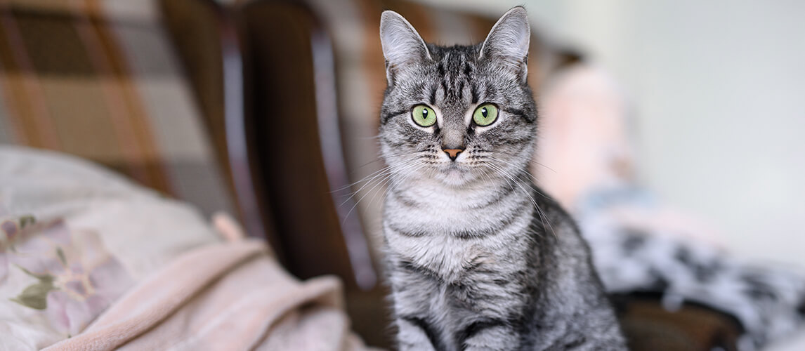 Beautiful American Shorthair cat with green eyes.