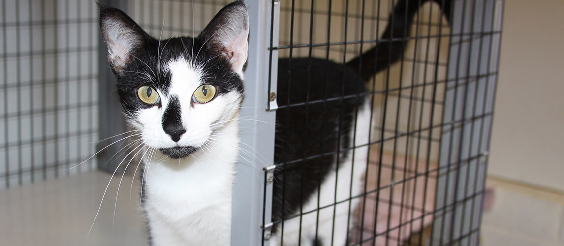 Beautiful friendly tuxedo cat at a local animal shelter waiting to be adopted into a loving home.