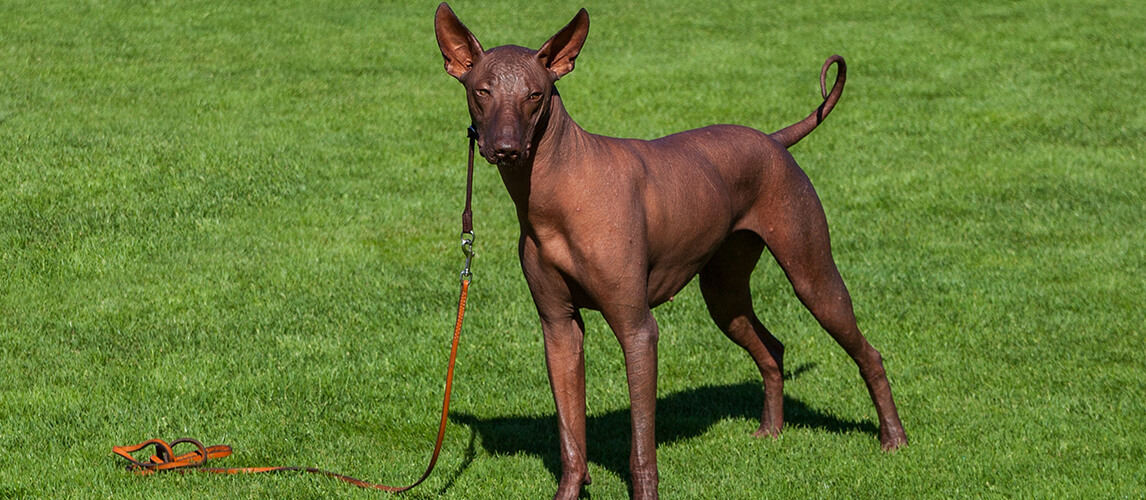 Breed mexican hairless dog of brown color.