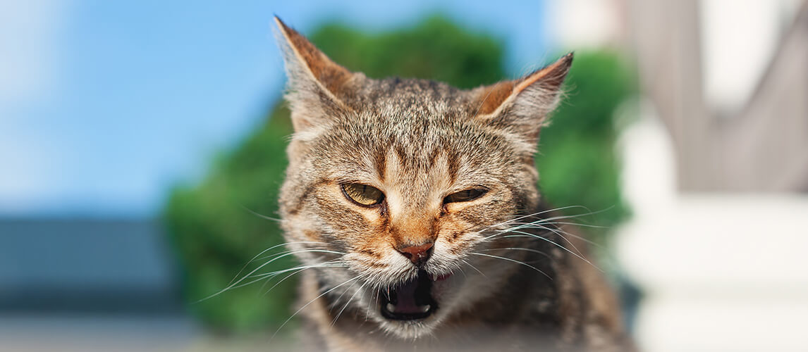 Brown cat outdoors on a bright sunny day. The cat winks with an open muzzle.