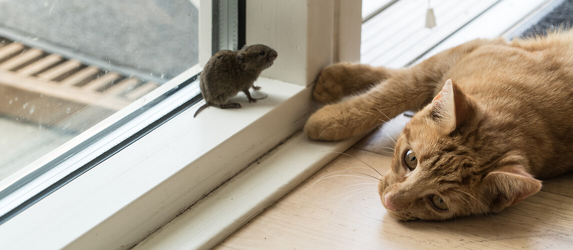 Cat is lying down next to the mouse, in front of the window.