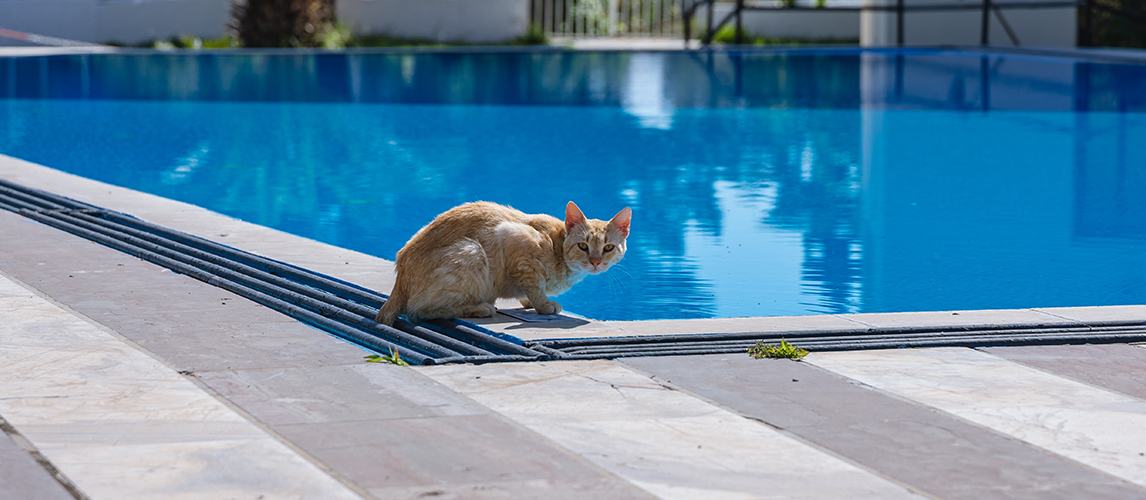 Cat over swimming pool in Moraitika seaside town on Corfu Island, Greece