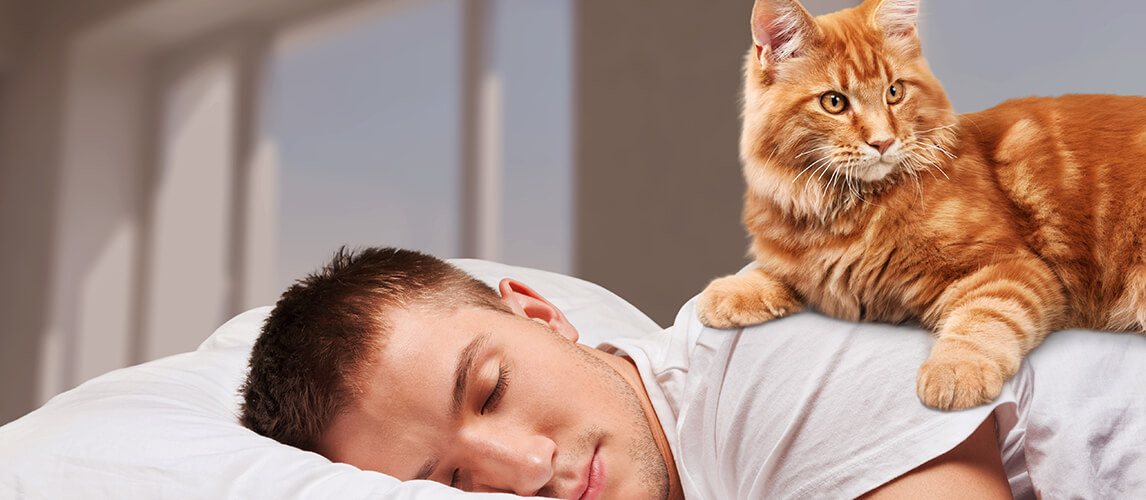 Cat sleeping on the bed with the sleeping owner at the background