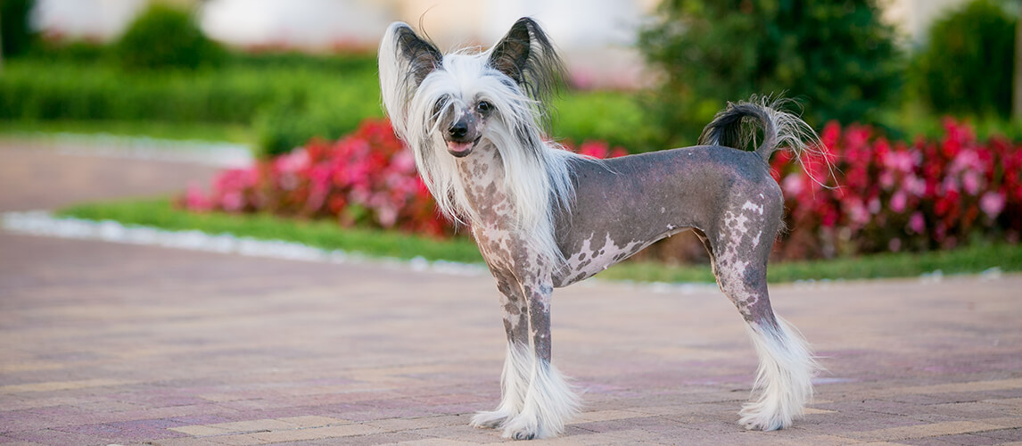 Chinese crested dog walks in the park