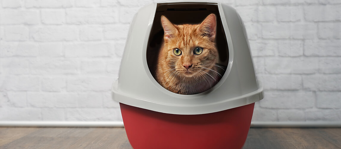 Cute ginger cat using a red, closed litter box.