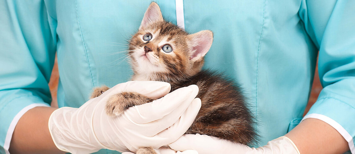 Cute little kitten in hands at the veterinarian over white background