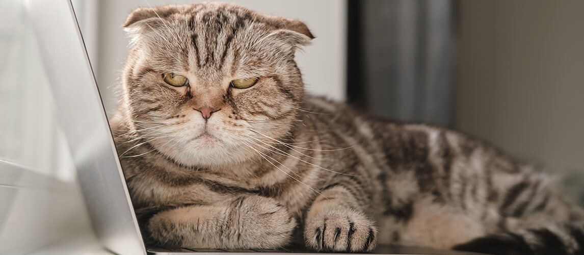 Dissatisfied cat Scottish Fold from lack of attention lay down on the ultrabook and prevents the owner from working with a laptop