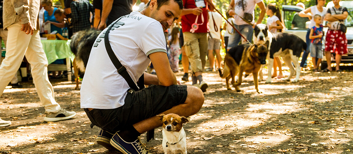 Dog breed chihuahua is standing at the feet of the master during the exhibition of dogs of all breeds.