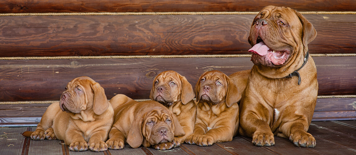 Family Bordeaux mastiff sitting together
