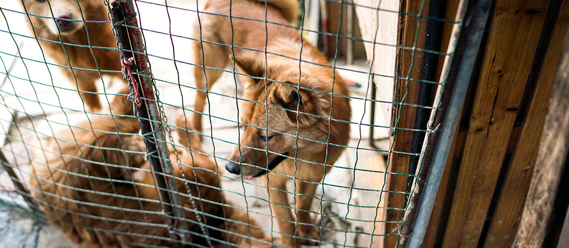 Friendly curious stray dogs behind the fence at the dog's shelter ready for adoption in Asia, stolen pet for food market, animals rights, China, pet rescue center, human's best friends, loyalty