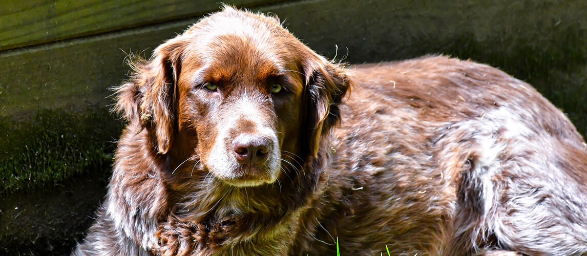 Great Pyrenees Brown Lab Mix Farm Dog Protector