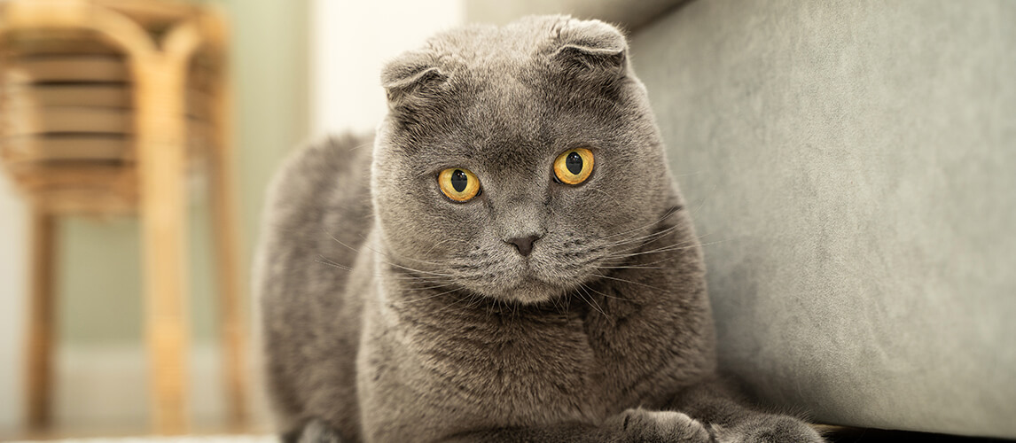 Grey cat scottish fold sits on the carpet near the sofa