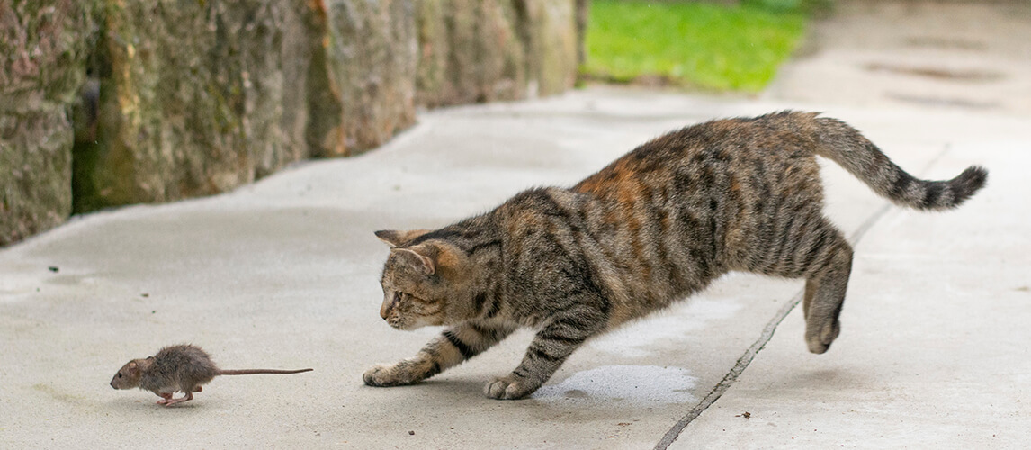 Grey stripped cat hunting the mouse outdoors