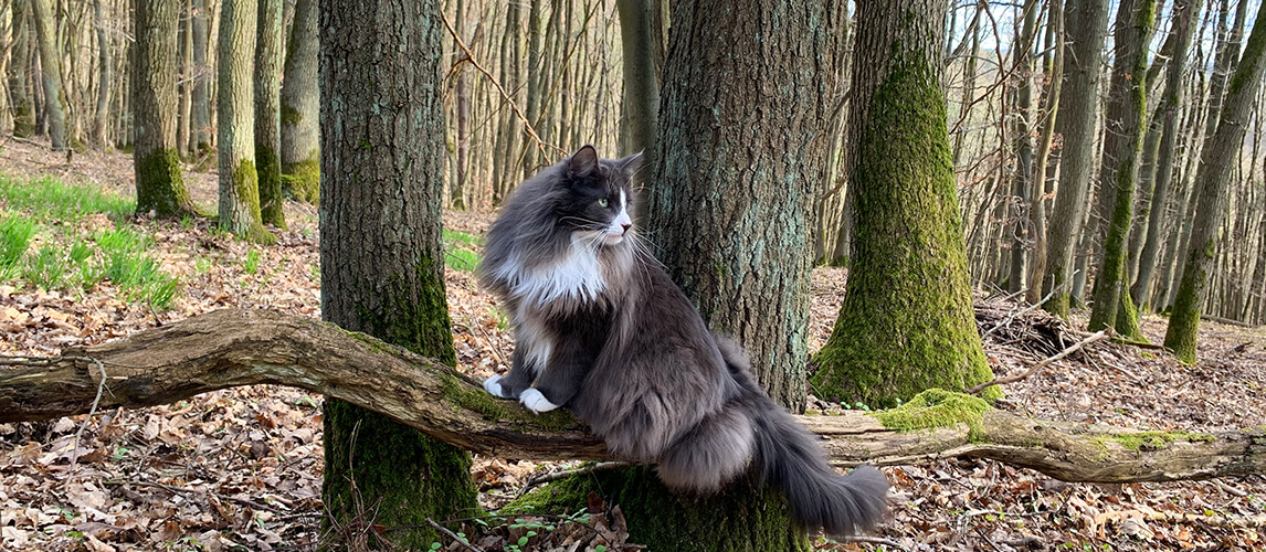Norwegian Forest Cat in Wilderness
