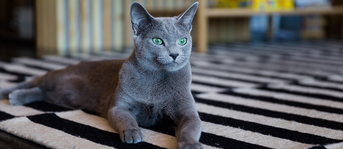 Oscar kitten of Russian blue breed is resting in the living room. 