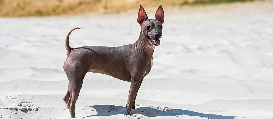 Peruvian Hairless Terrier dog standing on white sand against dunes overgrown with forest under bright summer sunlight