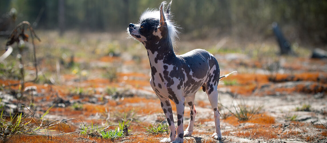 Peruvian hairless and chihuahua mix dog on red moss