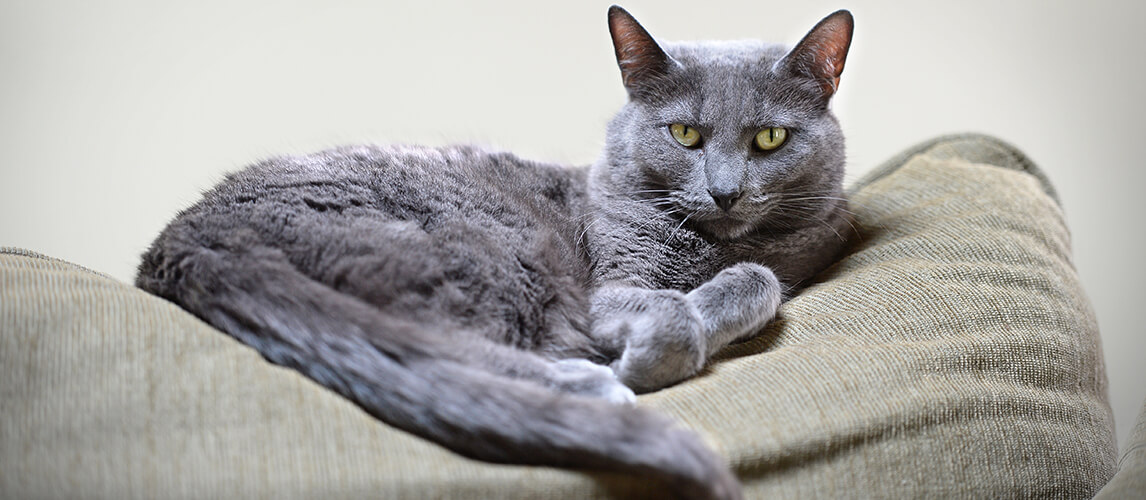 Portrait of Korat cat resting on furniture