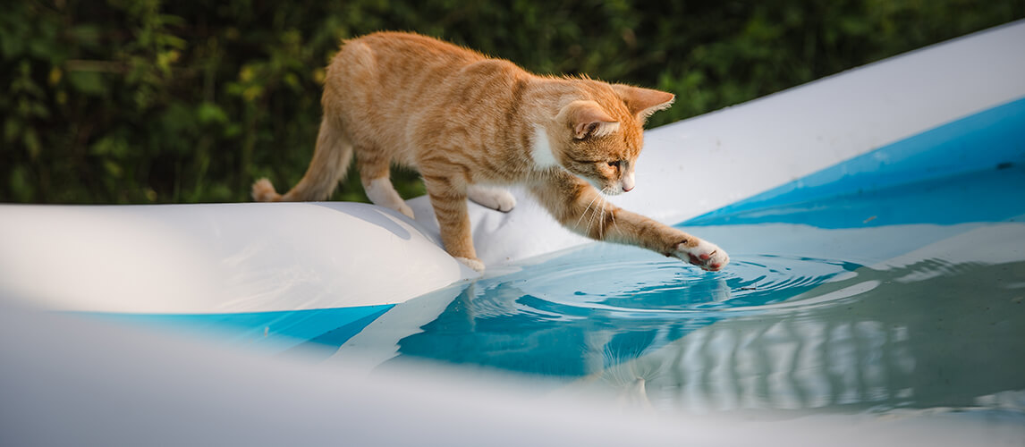 Red-haired cat sitting on the edge of the pool. Cat touching water with paws