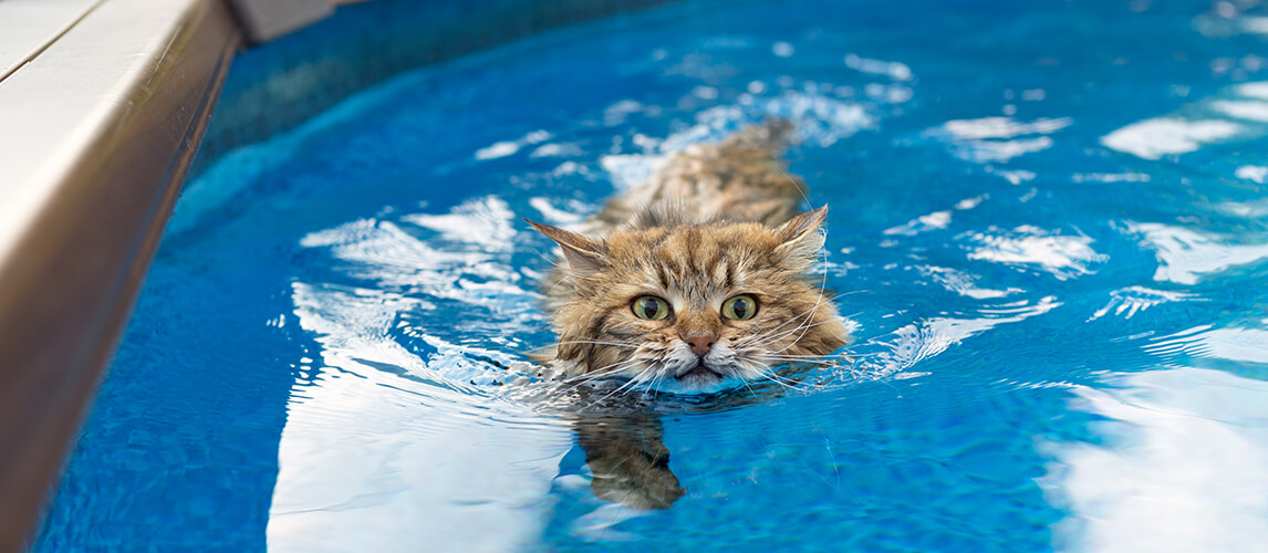 Siberian cat swimming in a pool