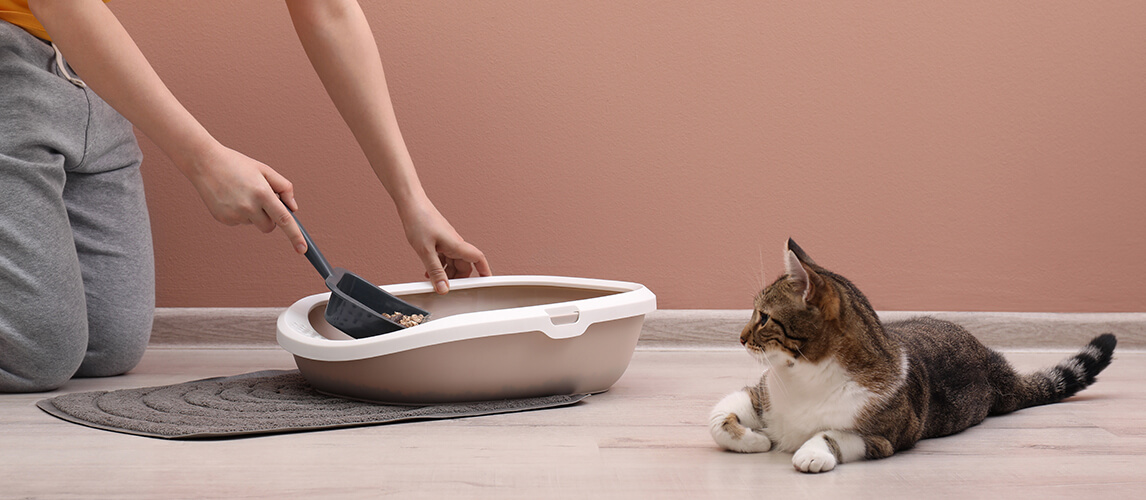 Woman cleaning cat litter tray at home, closeup