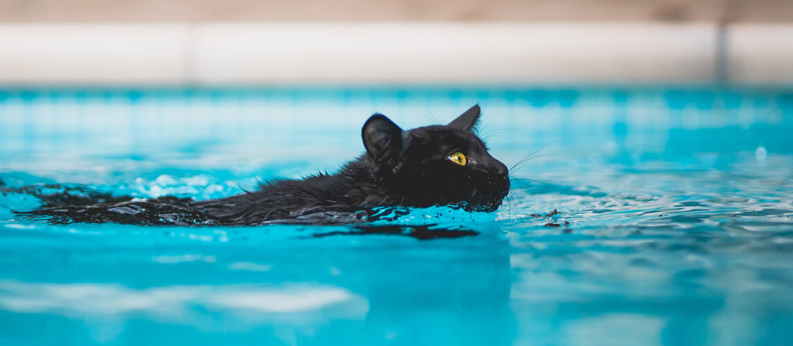 Young black cat swimming on a crystal clear water swimming pool