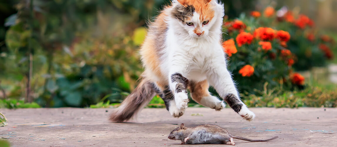 cat playing in the garden with a rodent-caught rat bouncing high and catching it with its paws