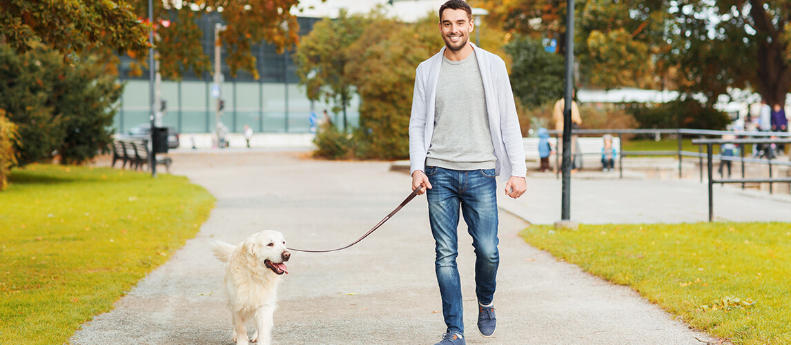 family, pet, domestic animal, season and people concept - happy man with labrador retriever dog walking in autumn city park