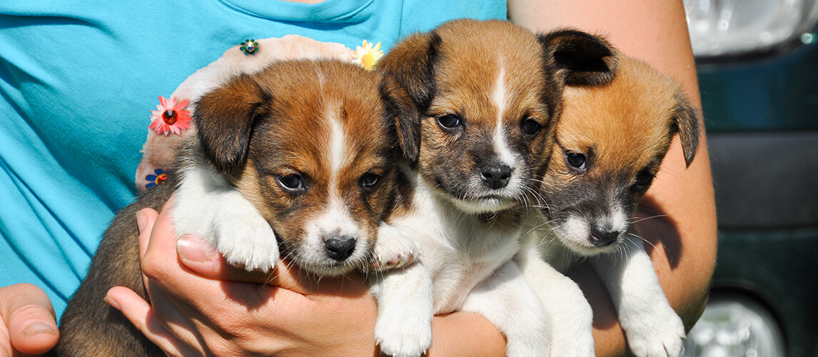 lovely puppies on the hands