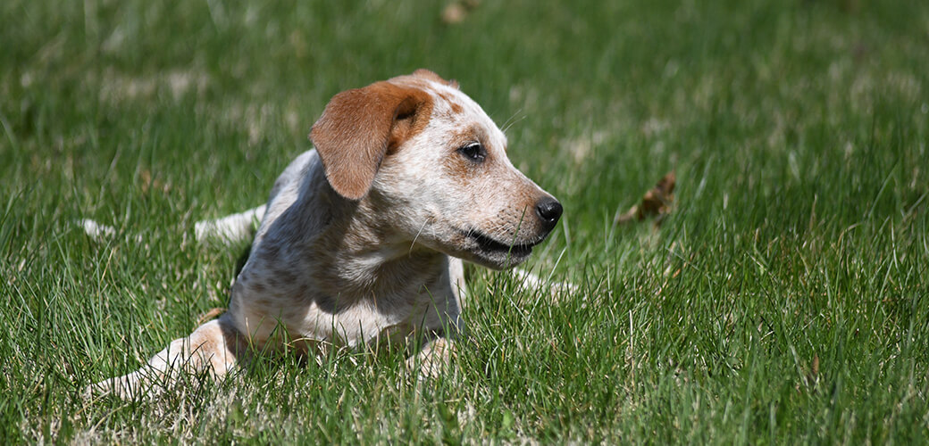 Adopted Red Heeler mix puppy enjoying a warm sunny afternoon out in the yard.