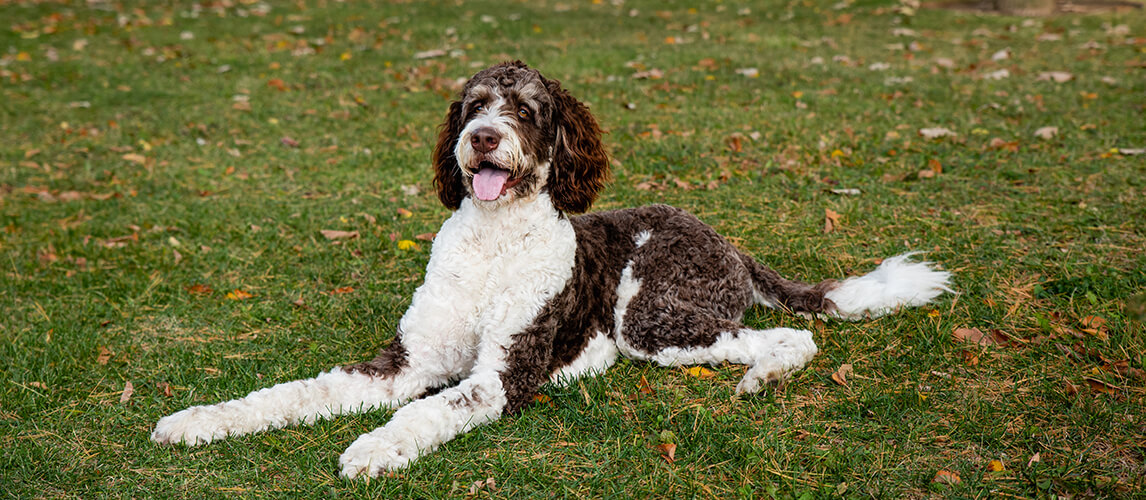 Adult brown and white bernedoodle dog laying on the grass outdoors.