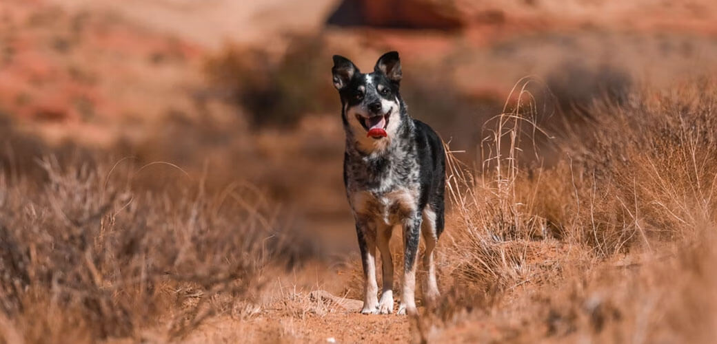 Australian Cattle Dog in bushes